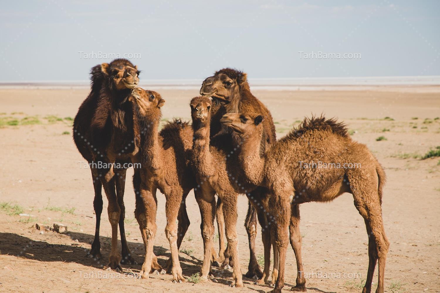 تصاویر پستانداران